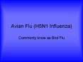 Avian Flu H5N1 Influenza