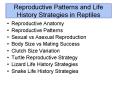 Reproductive Anatomy