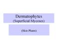 Dermatophytes Superficial Mycoses