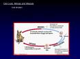 Cell cycle, Mitosis and Meiosis