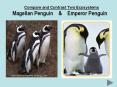 Compare and Contrast Two Ecosystems Magellan Penguin