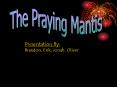 The Praying Mantis