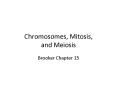 Chromosomes, Mitosis, and Meiosis