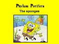Phylum Porifera