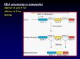 RNA processing in eukaryotes