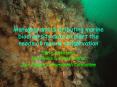 Managing and distributing marine biodiversity data to meet the needs of marine conservation