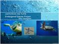 Leatherback Sea Turtle Endangered Species Project