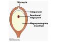 Biology of Plants