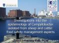 Investigations into the epidemiology of Campylobacter isolated from sheep and cattle: food safety ma