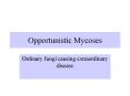 Opportunistic Mycoses