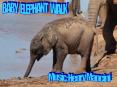 Baby Elephant Walk
