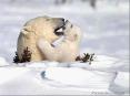Gr8 Animal Pictures
