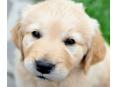 Cute Puppies