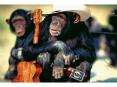 Funny Chimpanzee Photos