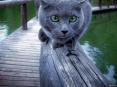 funny cats