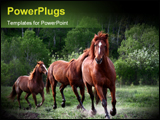  Power Point Template of -  - Royalty Free PPT