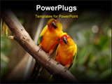  Power Point Template of - A pair of yellow parrot in the parks. - Royalty Free PPT