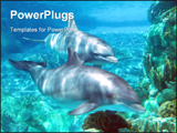  Power Point Template of - Under water beauty  Dolphins  - Royalty Free PPT