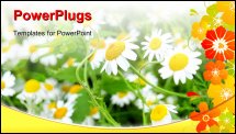  Power Point Template of - Close up of chamomile flower in a field leaning towards the sun rays - Royalty Free PPT