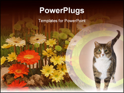  Power Point Template of - Walking cat isolated on a white background - Royalty Free PPT