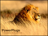  Power Point Template of - Lion sitting in field. - Royalty Free PPT