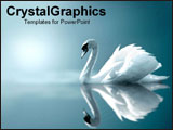  Power Point Template of - Serene swan gliding on water. - Royalty Free PPT