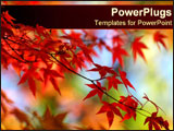  Power Point Template of - Vibrant fall leaves. - Royalty Free PPT